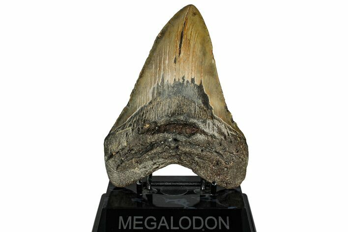 Fossil Megalodon Tooth - North Carolina #328326